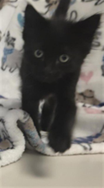 A1413814 - Domestic Short Hair available for adoption