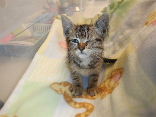 A1414938 - Domestic Short Hair available for adoption