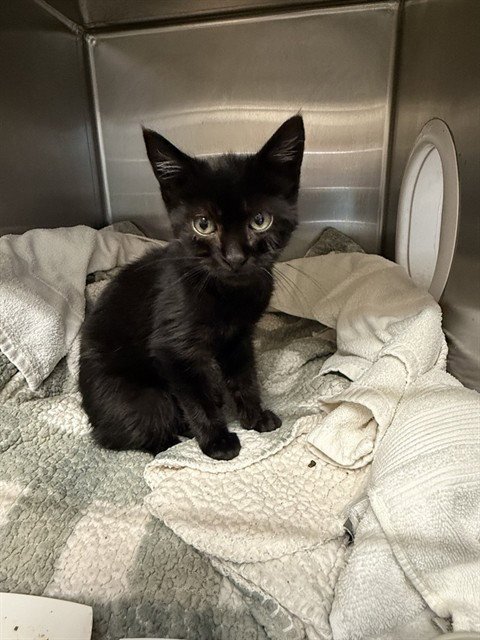 UBE - Domestic Short Hair available for adoption