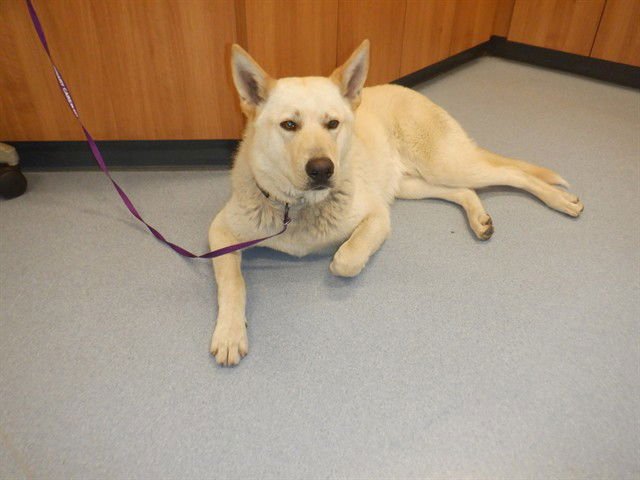 CAL - Siberian Husky available for adoption