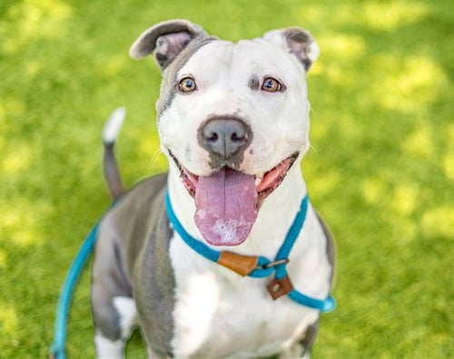 COOL WHIP - Pit Bull Terrier available for adoption