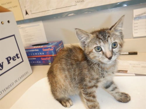LILY - Domestic Short Hair available for adoption