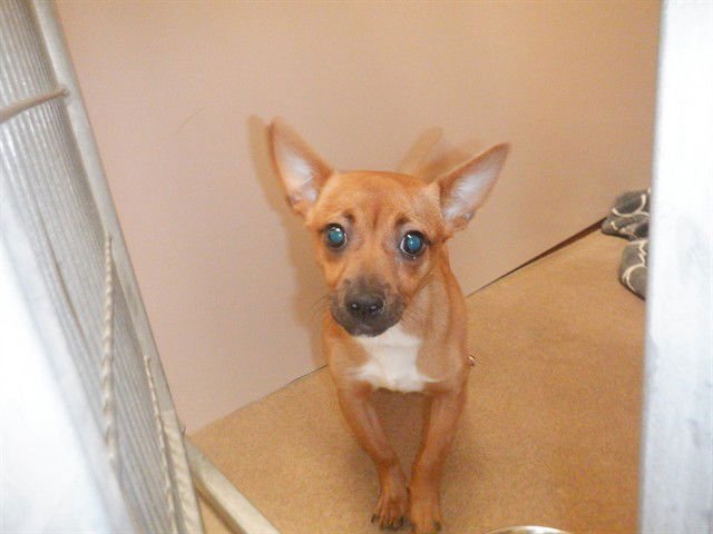 TAWNY - Chihuahua available for adoption