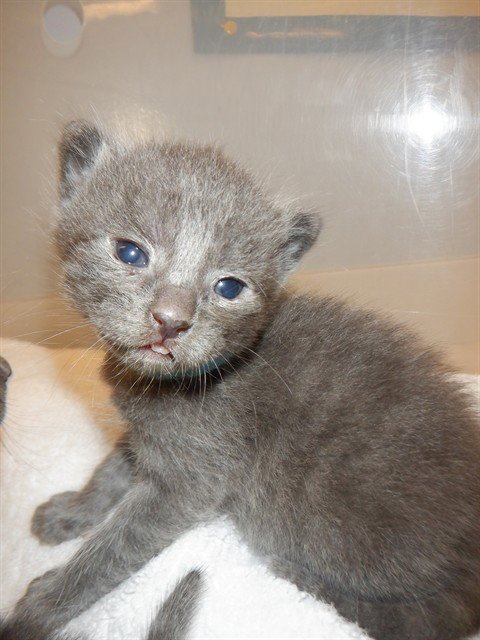 STERLING - Domestic Short Hair available for adoption