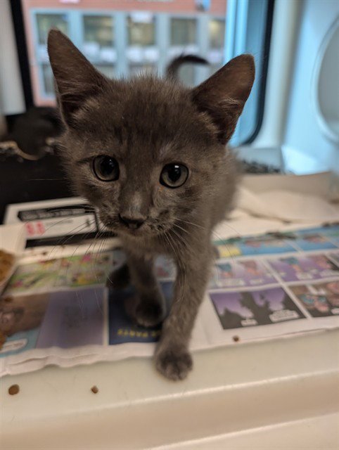 STERLING - Domestic Short Hair available for adoption