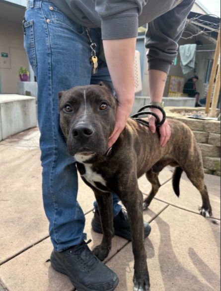 MONTGOMERY - Pit Bull Terrier available for adoption