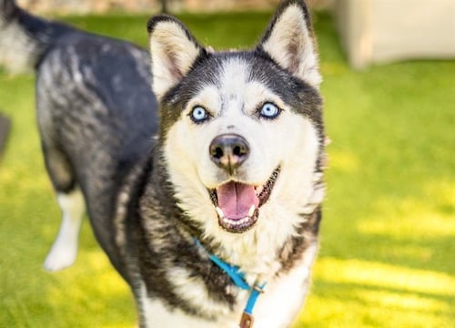 RONIN - Siberian Husky available for adoption