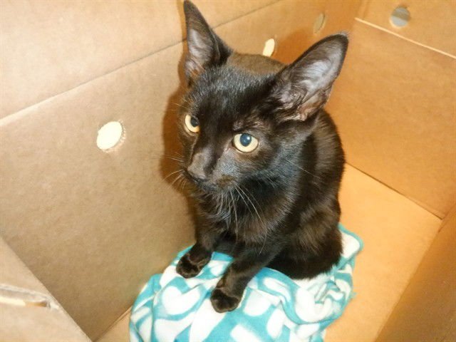 A1400161 - Domestic Short Hair available for adoption