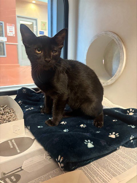 NANO - Domestic Short Hair available for adoption