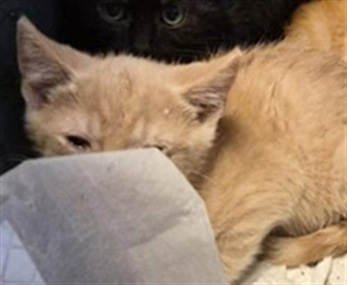 SUNSET - Domestic Short Hair available for adoption