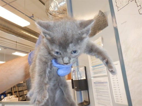 POPCORN - Domestic Short Hair available for adoption