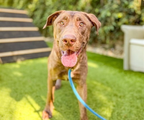 COPPER - Labrador Retriever available for adoption
