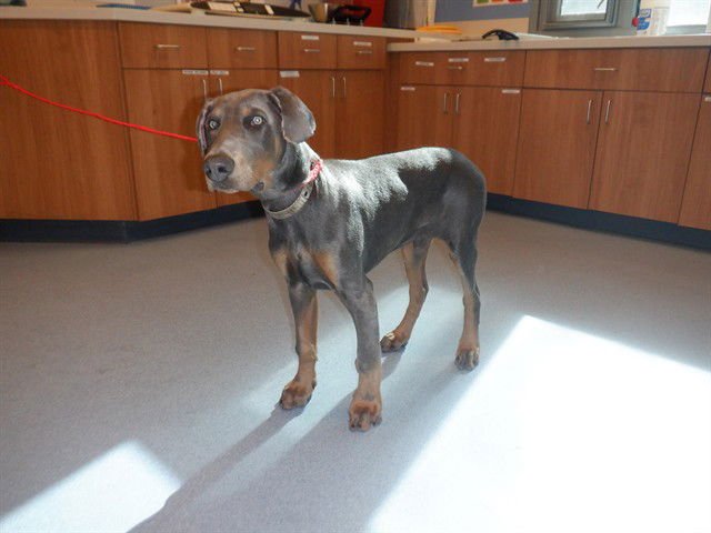 A1402296 - Doberman Pinscher available for adoption