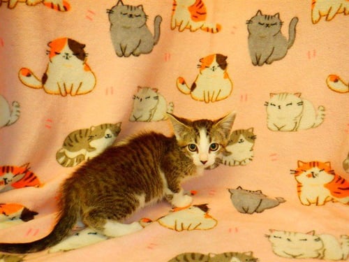 PHOEBE - Domestic Short Hair available for adoption