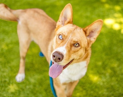 BRIOCHE - Australian Cattle Dog/Blue Heeler available for adoption
