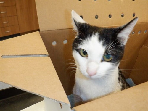 DOTTIE - Domestic Short Hair available for adoption