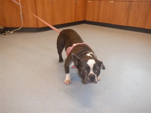 MAY - French Bulldog available for adoption