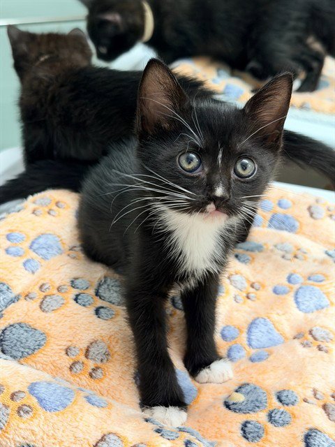 MINI - Domestic Short Hair available for adoption