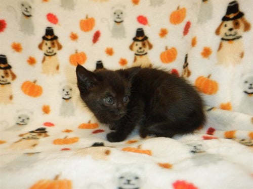 A1414854 - Domestic Medium Hair available for adoption