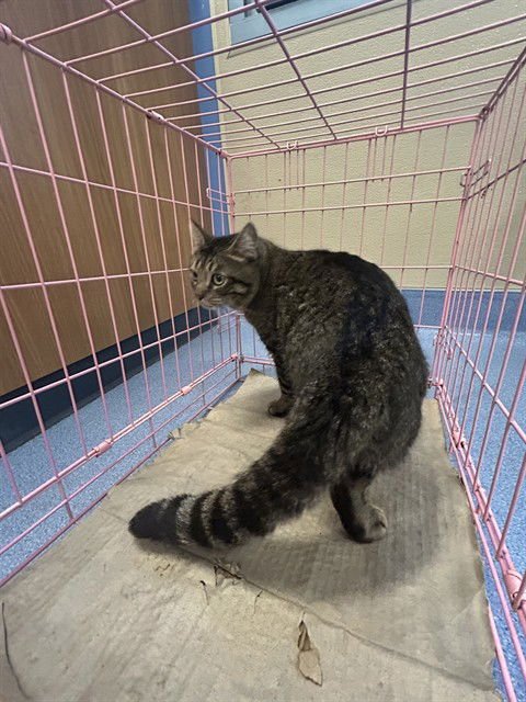 LEO - Domestic Short Hair available for adoption