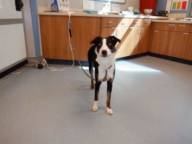 KELSEY - Border Collie available for adoption