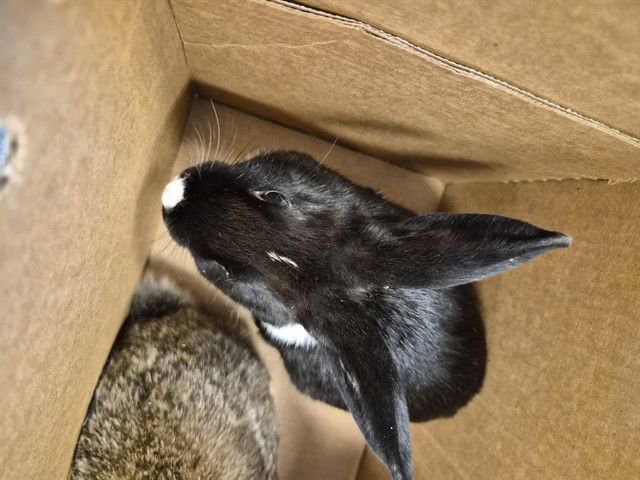 MACADAMIA - Dutch available for adoption