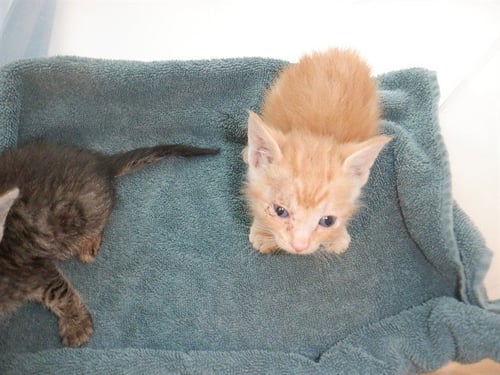 CHAI - Domestic Short Hair available for adoption