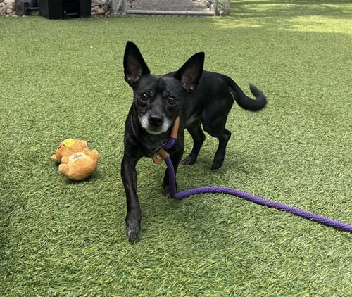 BUTTONS - Chihuahua available for adoption