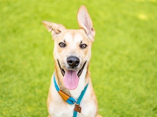 VITO - Belgian Shepherd Malinois / Pit Bull Terrier available for adoption