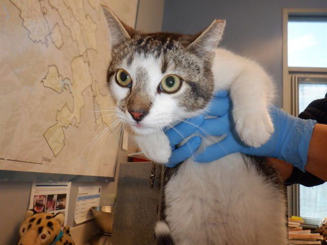 MURPHY - Domestic Short Hair available for adoption