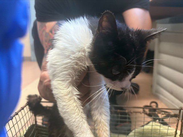 CADBERRY - Domestic Short Hair for adoption in San Jose