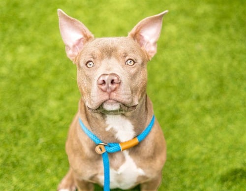 LAMBCHOP - American Staffordshire Terrier / Pit Bull Terrier available for adoption