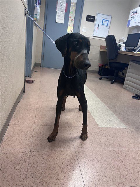 ARYAH - Doberman Pinscher available for adoption