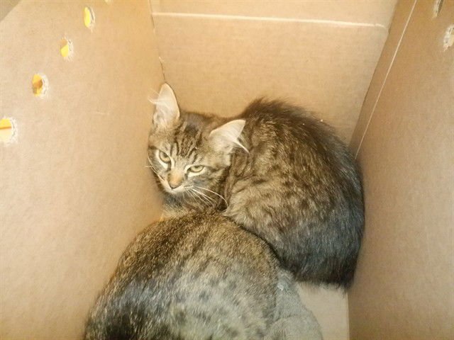 OPHELIA - Domestic Short Hair available for adoption