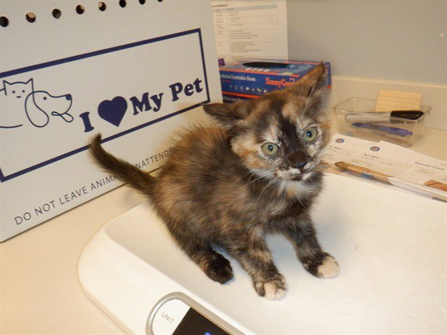 JOSIE Image