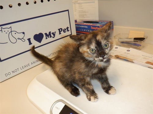 JOSIE - Domestic Short Hair available for adoption