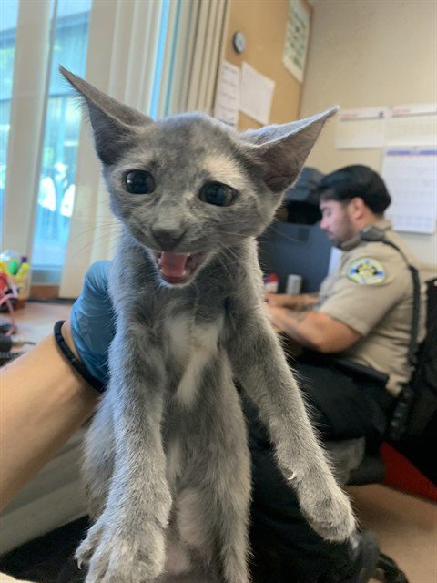 DUCKY - Domestic Short Hair available for adoption
