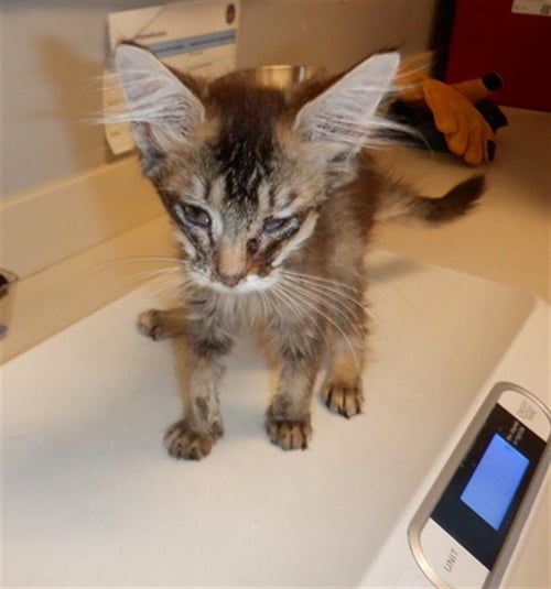 HARRISON - Domestic Short Hair available for adoption