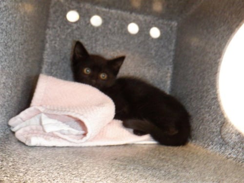 RIRI - Domestic Short Hair available for adoption
