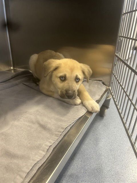 GUS - Husky available for adoption