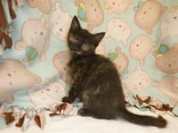 TARO - Photo 1