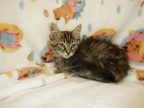 BOBA - Domestic Long Hair available for adoption