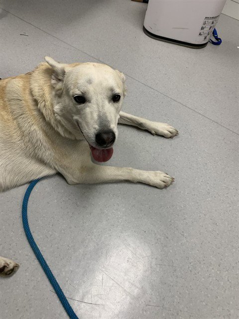 TUNDRA - Siberian Husky / German Shepherd Dog available for adoption