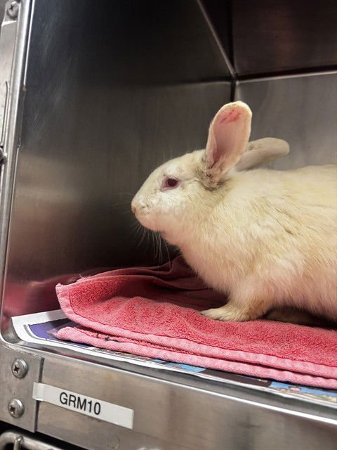 COMET - Shorthaired Rabbit available for adoption