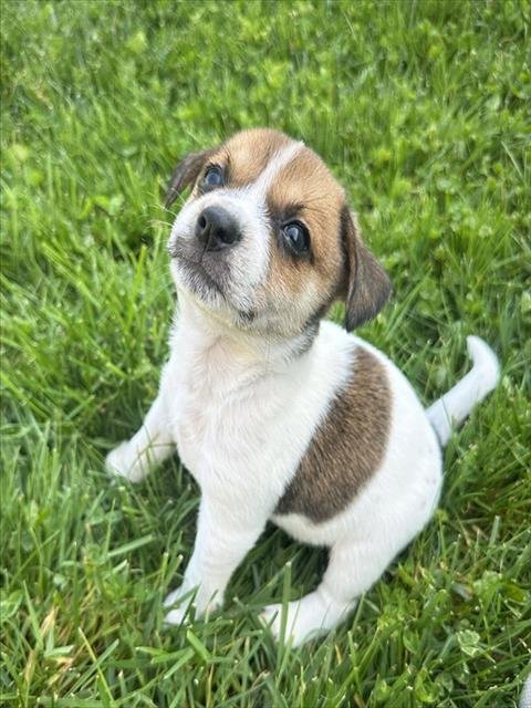 BISCOTTI - Chihuahua available for adoption