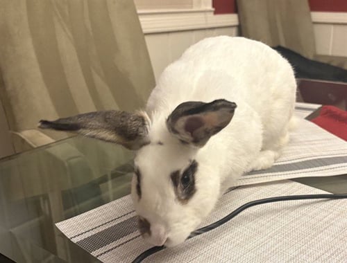 BIJOU - Shorthaired Rabbit available for adoption