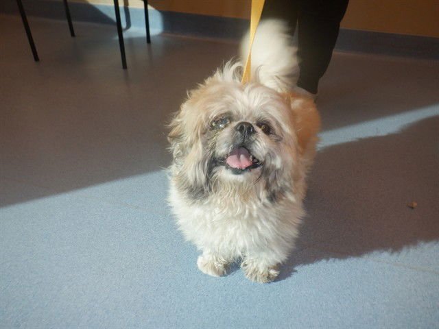 WILLY - Shih Tzu available for adoption