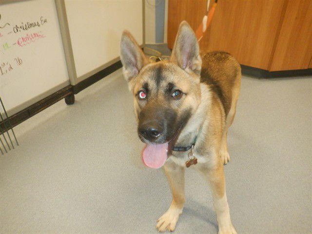 KING KONG - German Shepherd Dog / Siberian Husky available for adoption