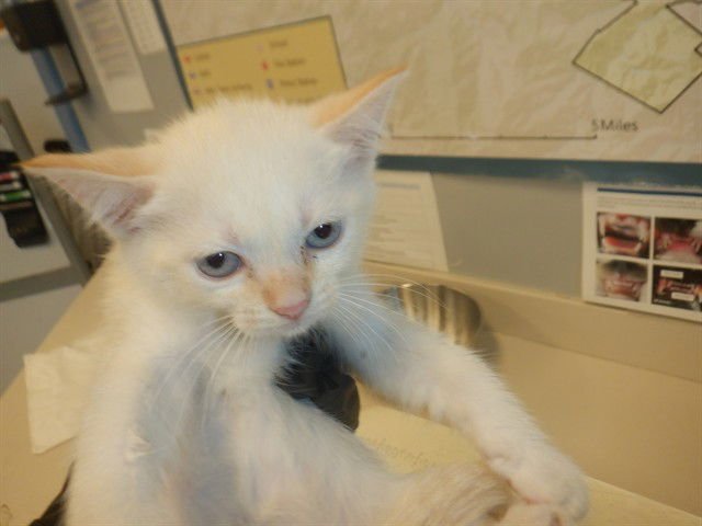 A1403384 - Domestic Short Hair available for adoption