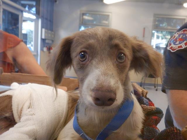 LUCKY - Dachshund available for adoption